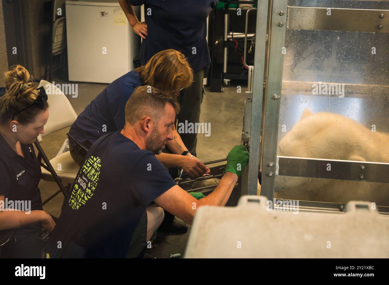 Veterinarians and zoo staff draw blood from fully grown polar bear at the Oregon Zoo at Portland Oregon, USA. Stock Photo