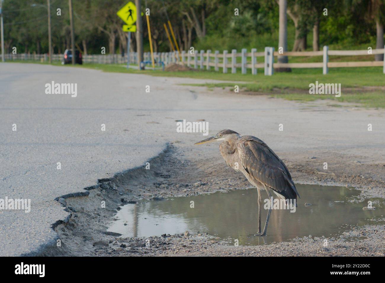 Isolated blue gray heron perched on two legs standing in a water filled pothole in a parking lot. Looking left into the sun near sunset. Green grass, Stock Photo