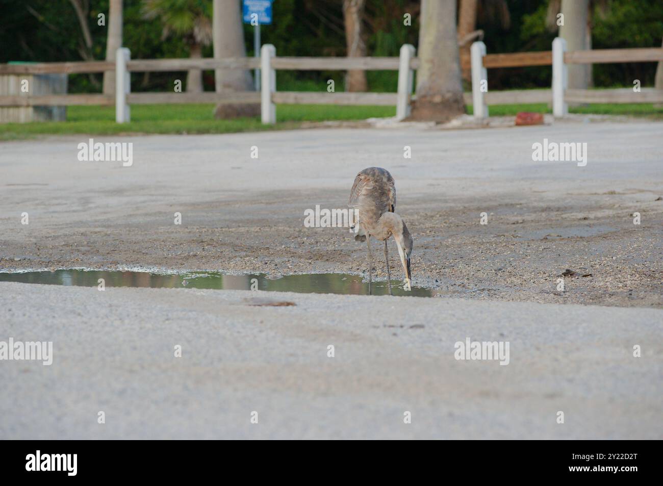 Isolated blue gray heron perched on two legs standing in a water filled pothole in a parking lot. Looking right into the sun near sunset. Beak Head in Stock Photo