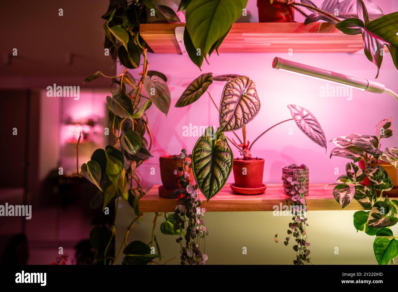 Philodendron pink hi-res stock photography and images - Alamy