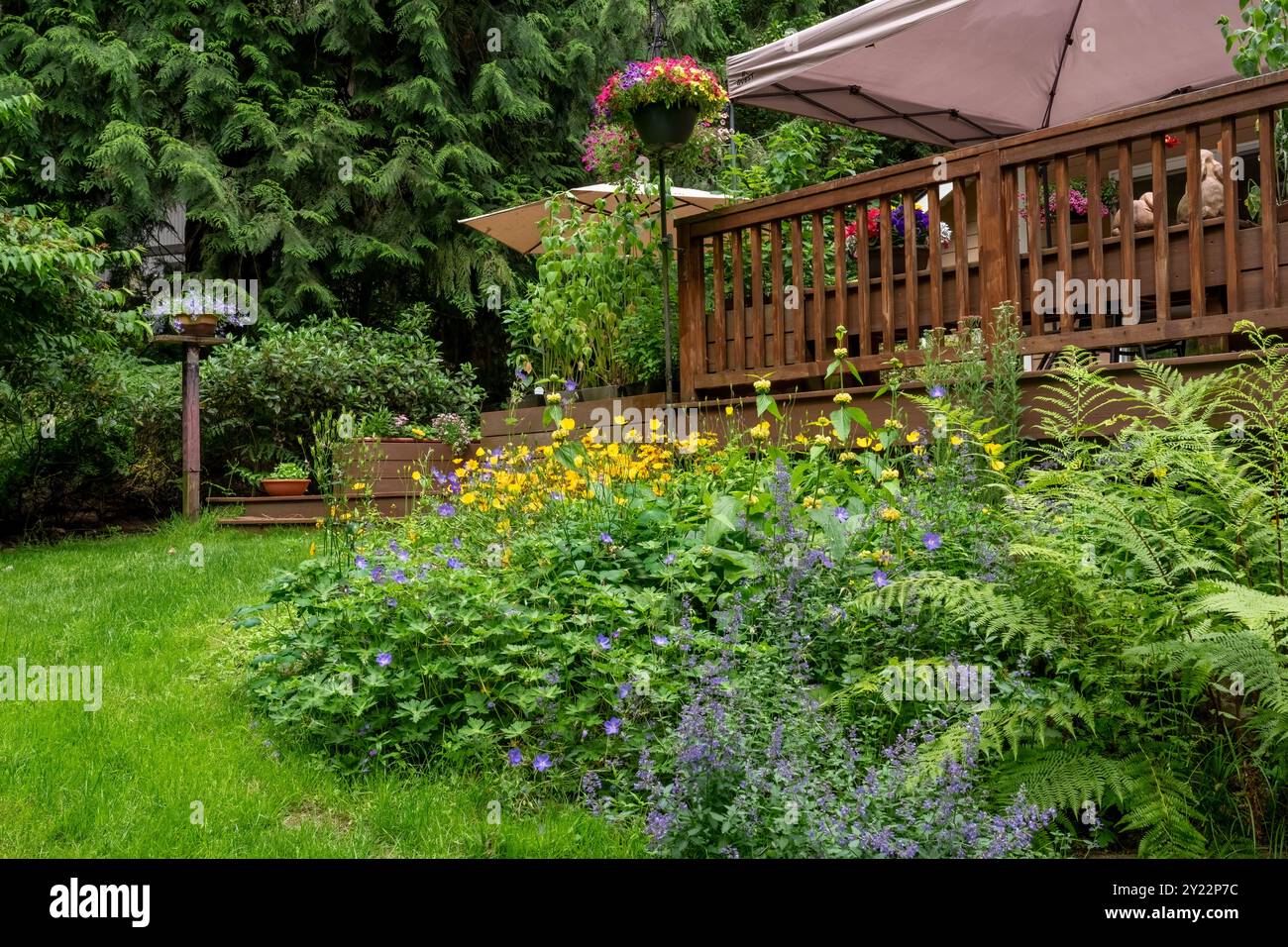 Nepeta walkers low hi-res stock photography and images - Alamy