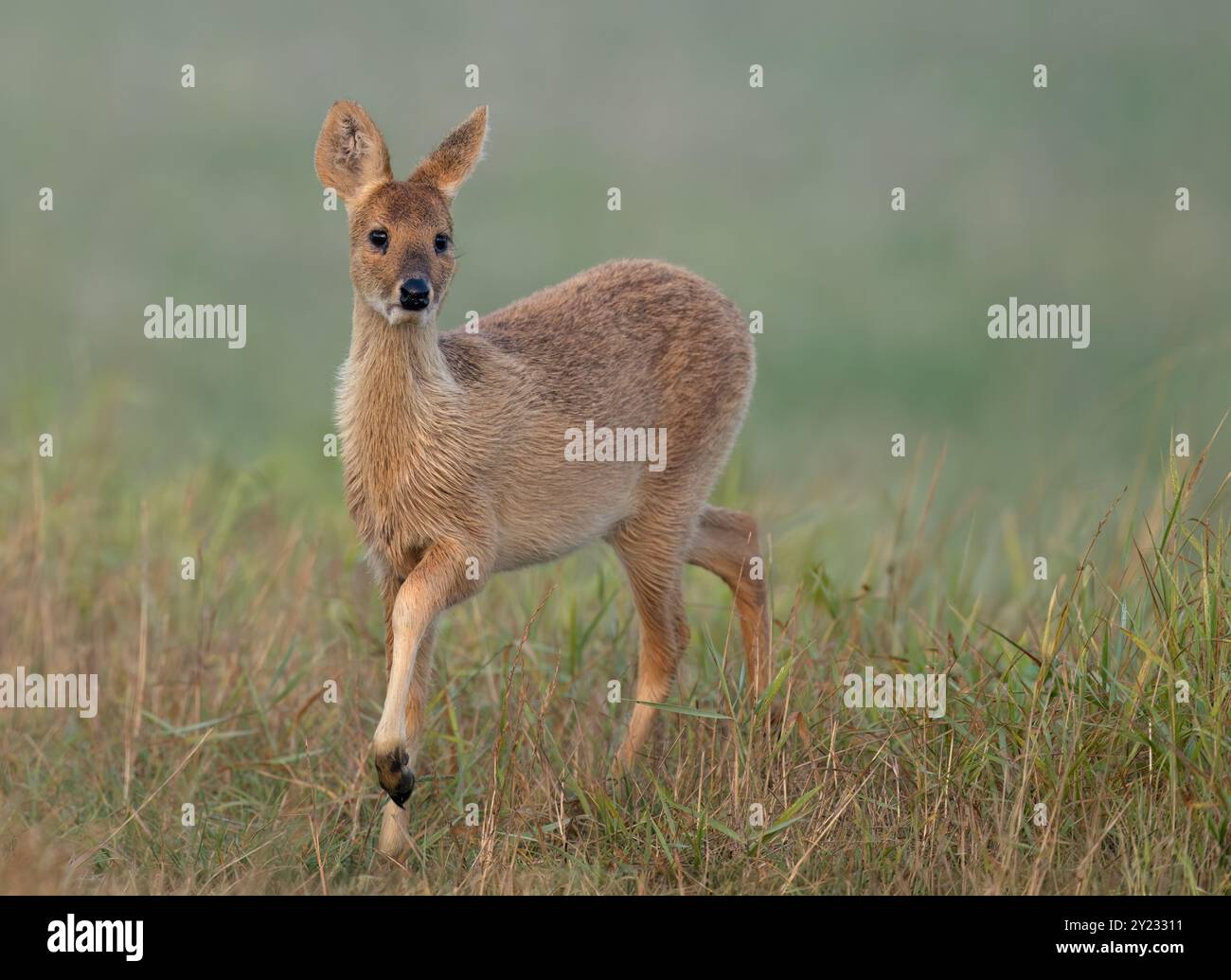 A female Chinese water deer (Hydropotes inermis) early morning in the Norfolk countryside Stock Photo