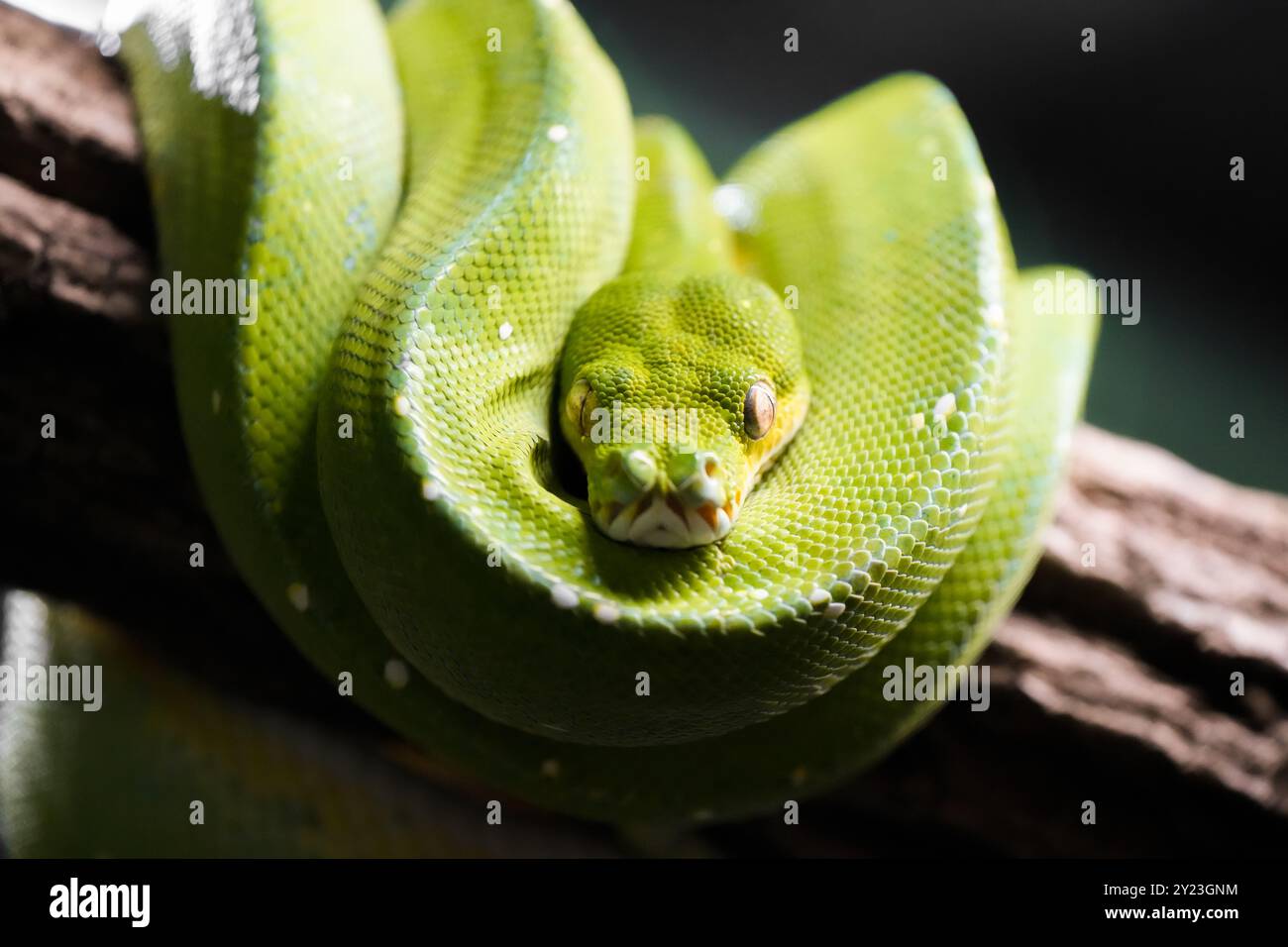 Green tree python. Curled green snake close-up. Morelia viridis. Stock Photo