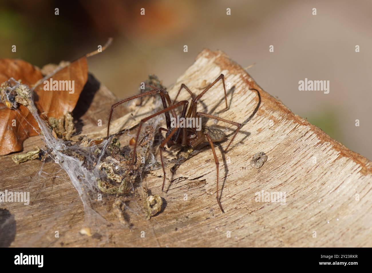 Close up dust spider, dustbunny spider (Tegenaria atrica). Family funnel-web spiders (Agelenidae). On an old weathered wooden board with web. Summer, Stock Photo