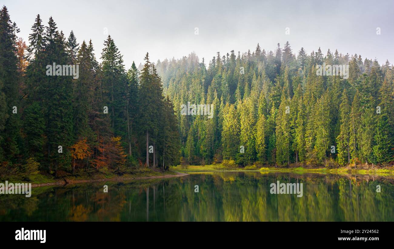 gorgeous mountain lake in autumn fog. lovely nature scenery with coniferous forest. surface of water reflects the beauty of exquisite landscape. myste Stock Photo