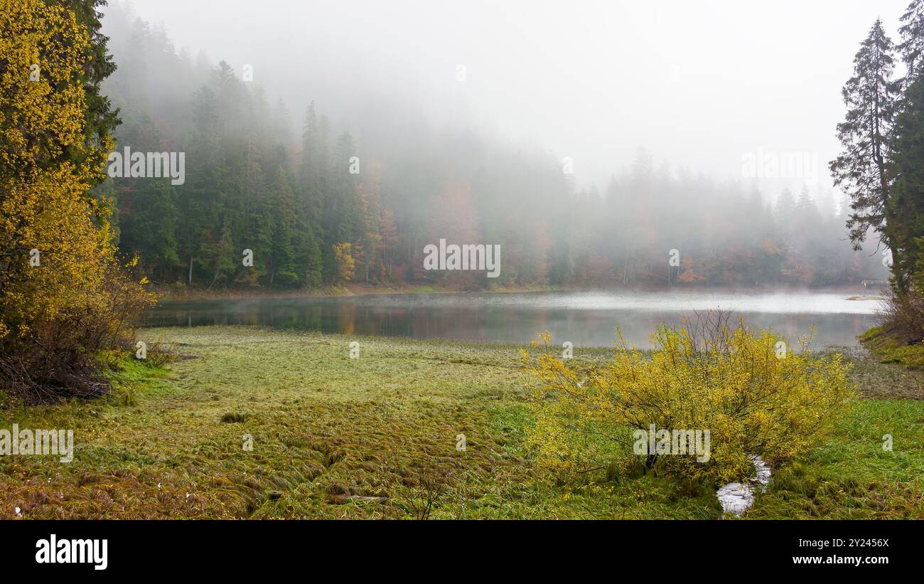gorgeous mountain lake in autumn fog. lovely nature scenery with coniferous forest. surface of water reflects the beauty of exquisite landscape. relax Stock Photo