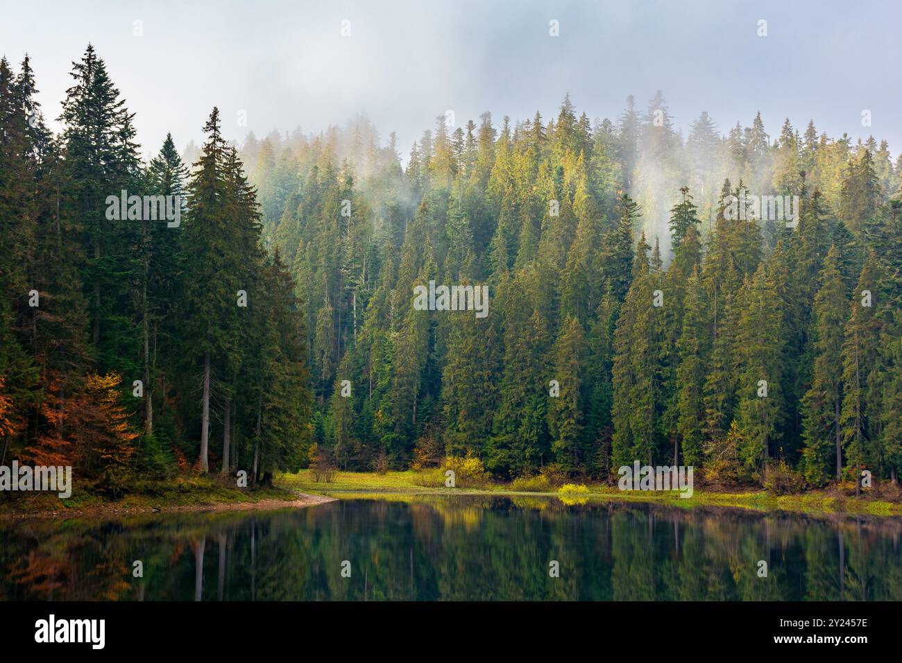 gorgeous mountain lake in autumn fog. lovely nature scenery with coniferous forest. surface of water reflects the beauty of exquisite landscape. misty Stock Photo
