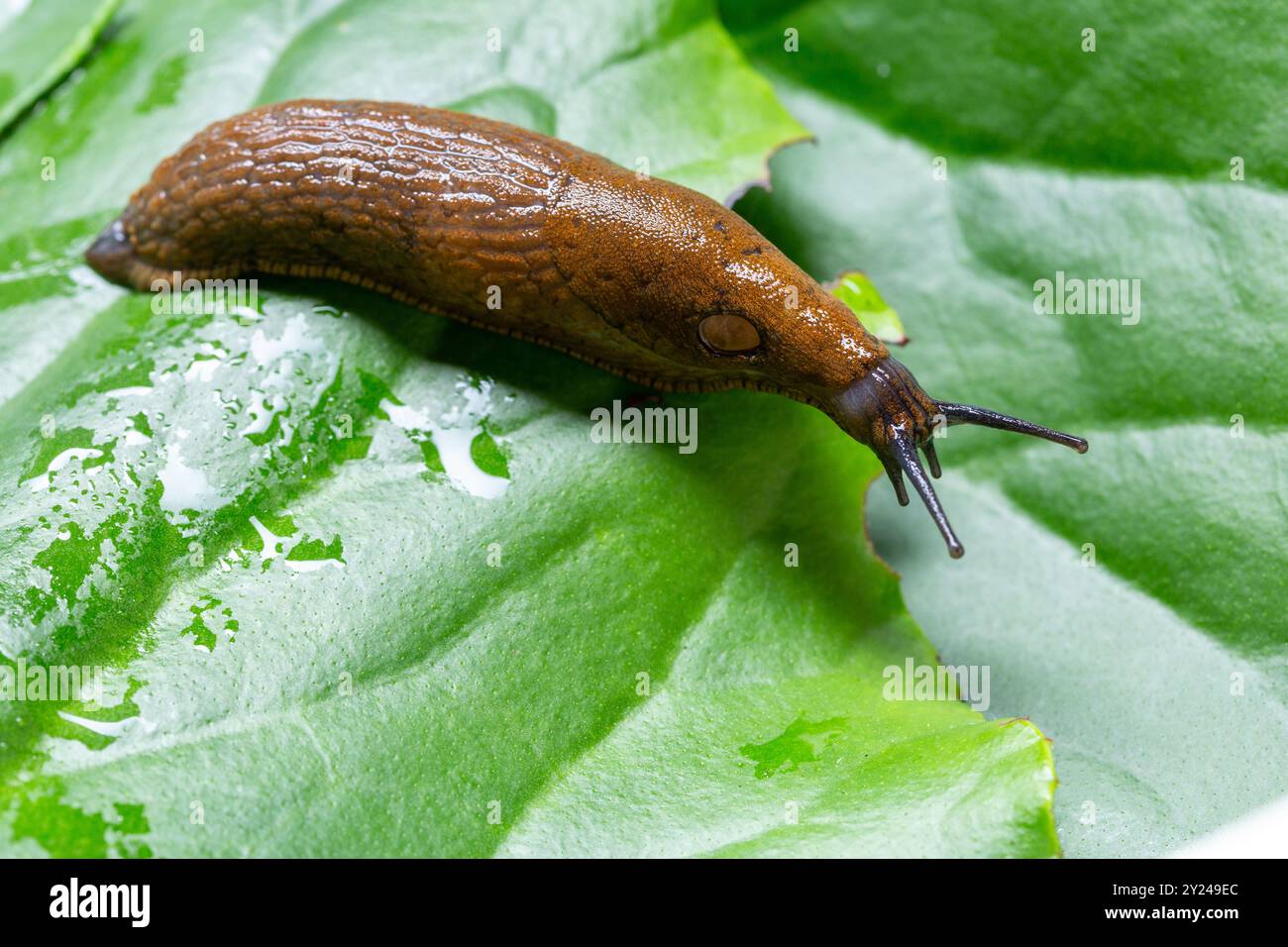 Garden slug on a green leaf Stock Photo