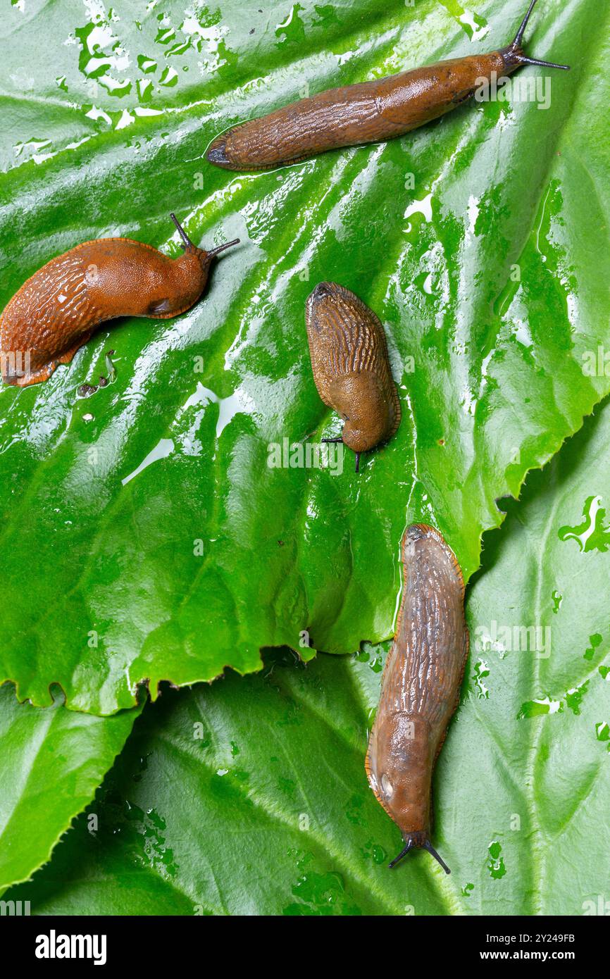 Garden slug on a green leaf Stock Photo