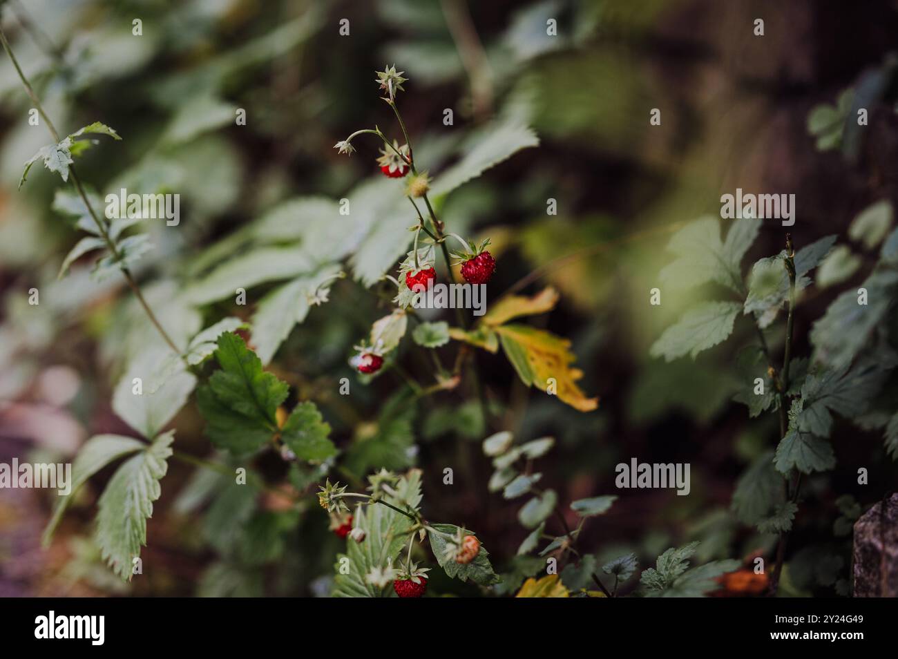 Wild strawberries growing in a lush green garden setting Stock Photo ...