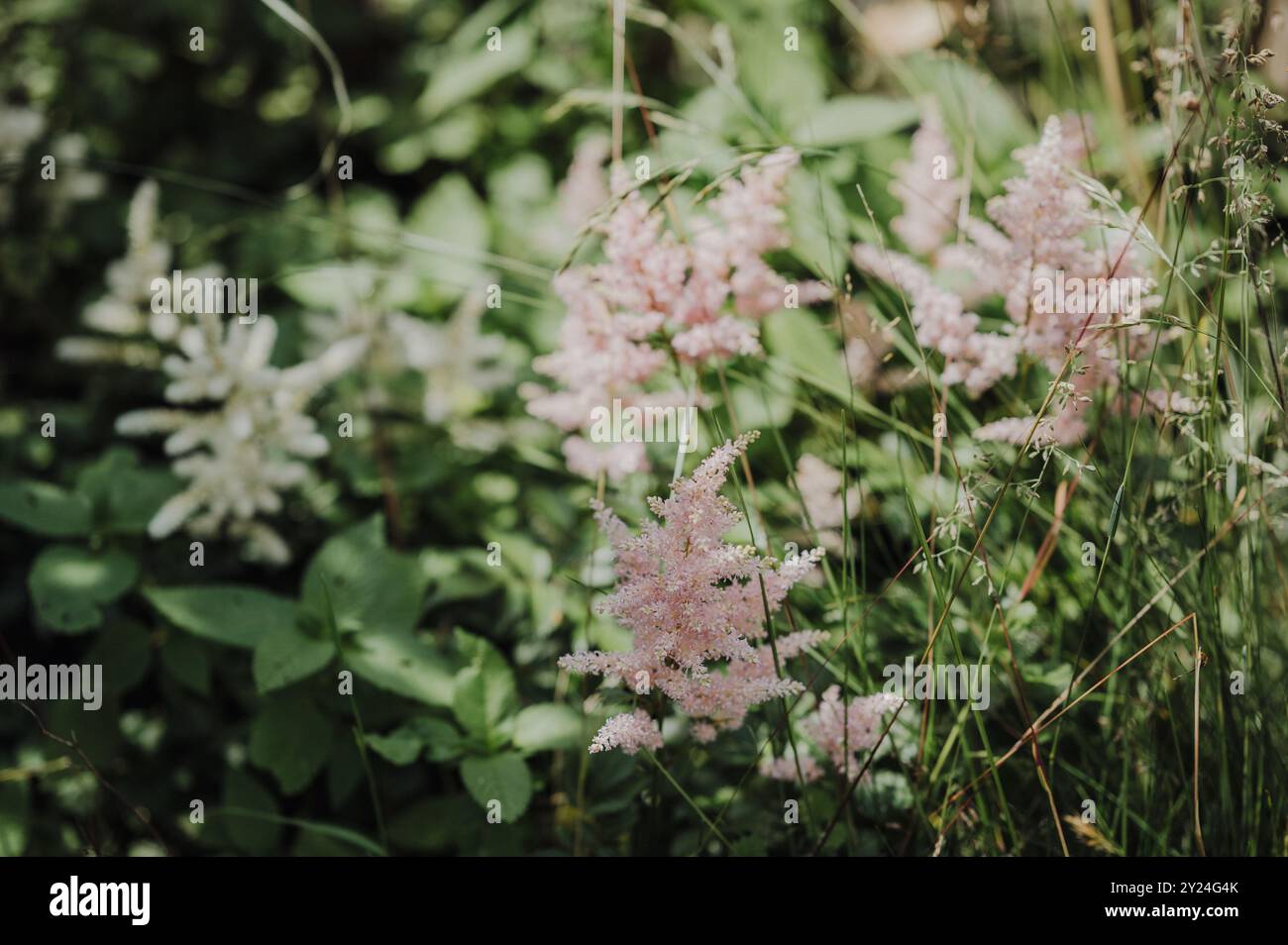 Garden scene with pink and white bridal wreath flowers in sunlight Stock Photo