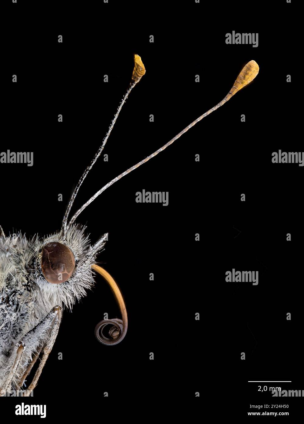 Large white (Pieris brassicae), close up of antennae, head, and mount. Stock Photo