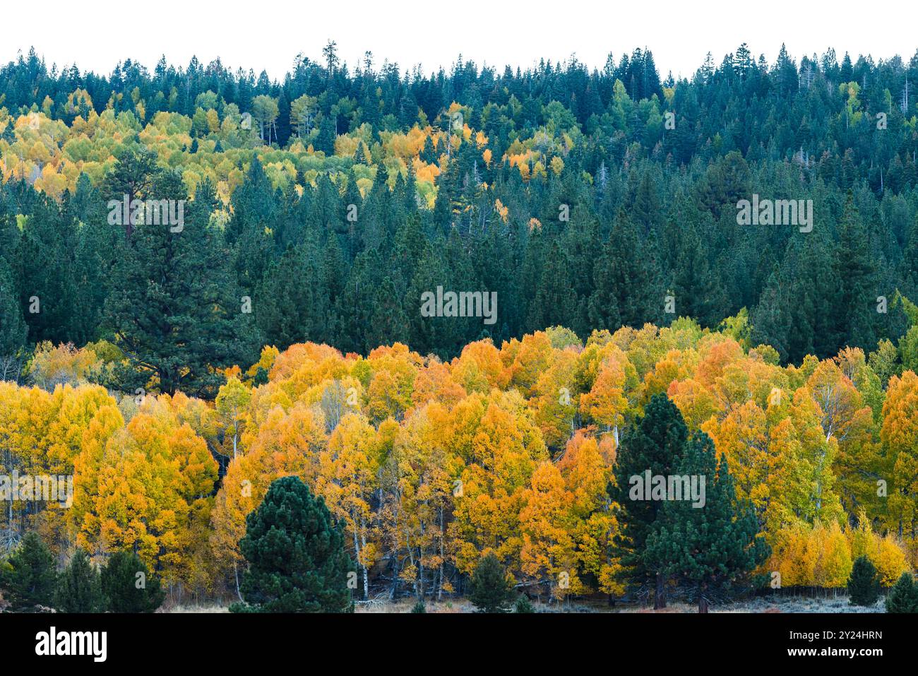 Forest with vibrant autumn colors and evergreen trees Stock Photo - Alamy
