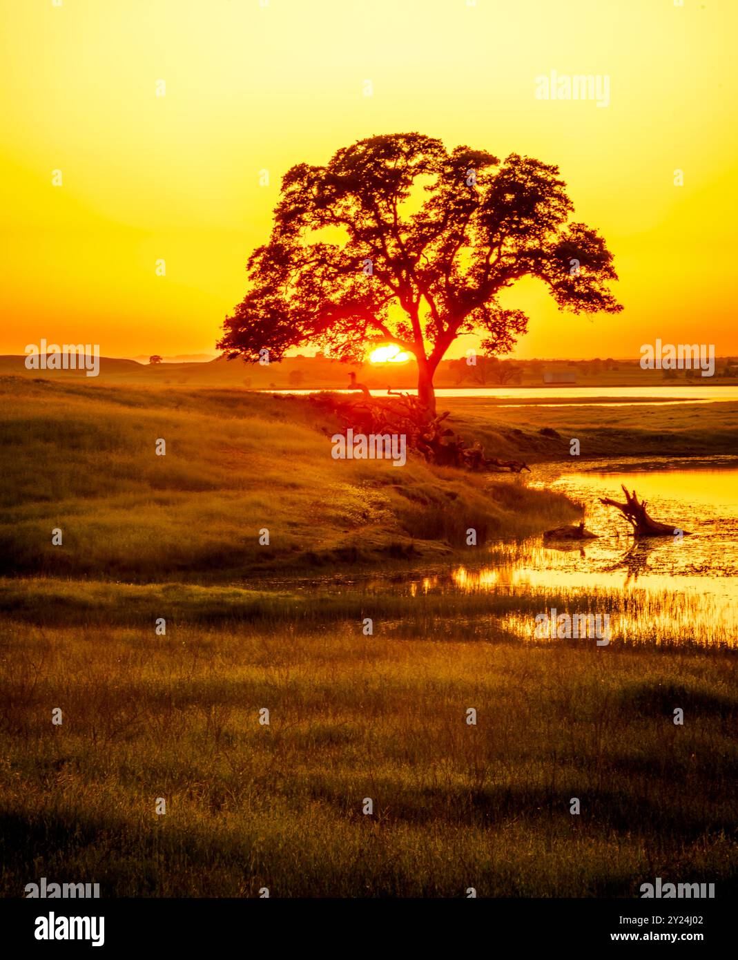 Golden horizon over lake field hi-res stock photography and images - Alamy