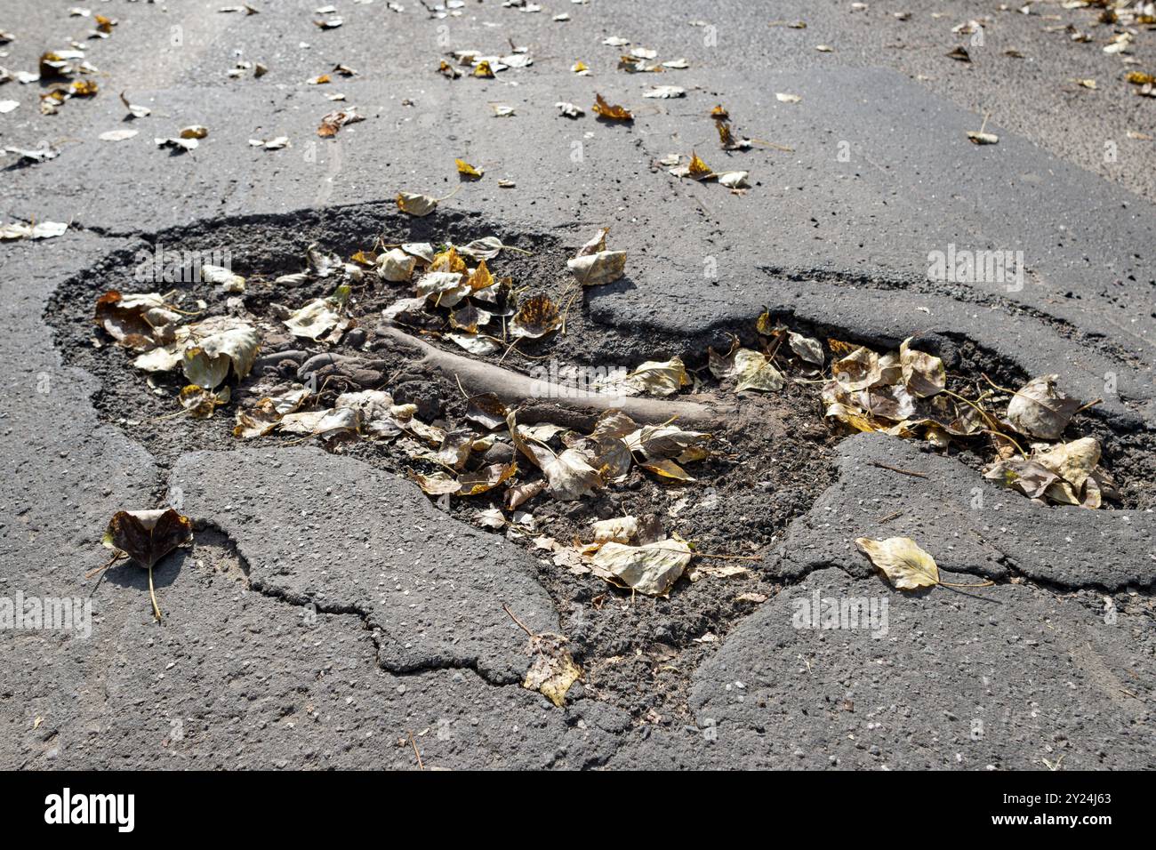 Asphalt damage caused by tree roots Stock Photo