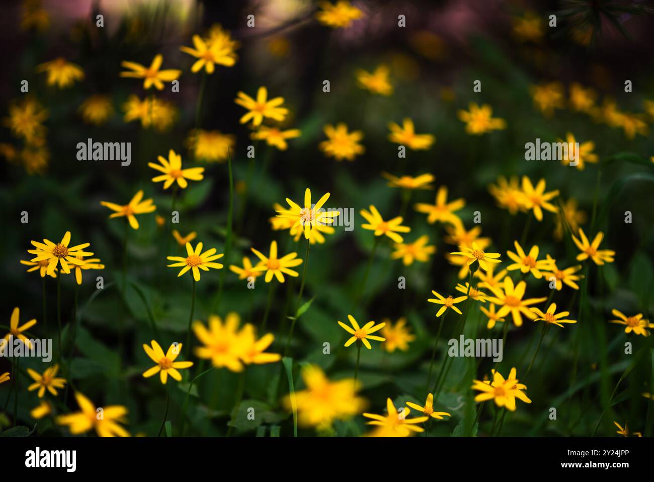 Cluster of wildflowers hi-res stock photography and images - Alamy