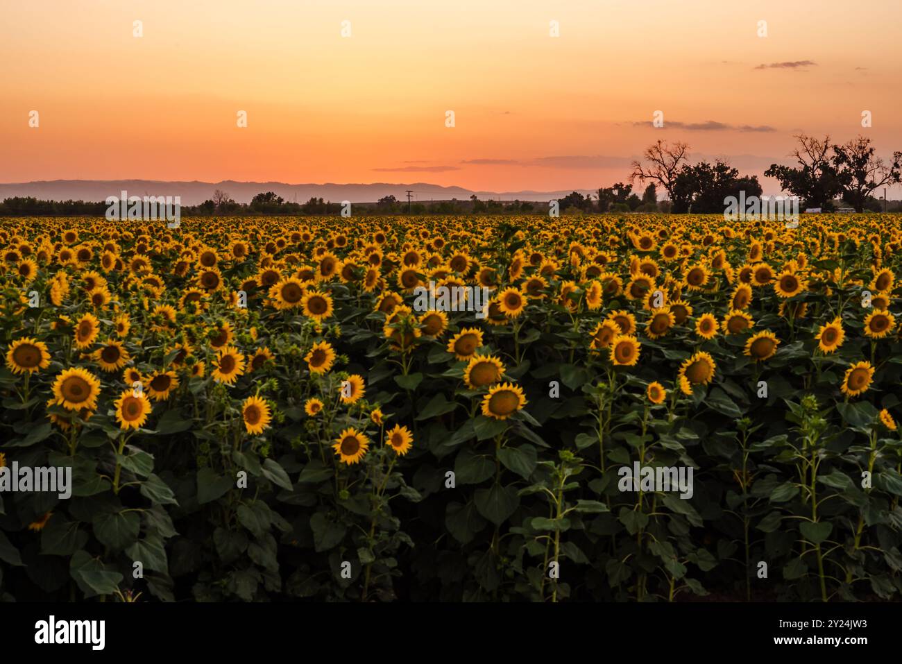 Sunflower field at sunset in Woodland, California Stock Photo - Alamy