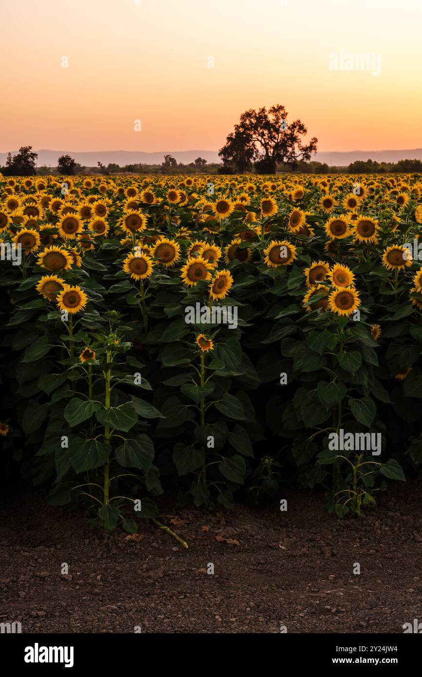 Sunflowers field sunset close hi-res stock photography and images - Alamy