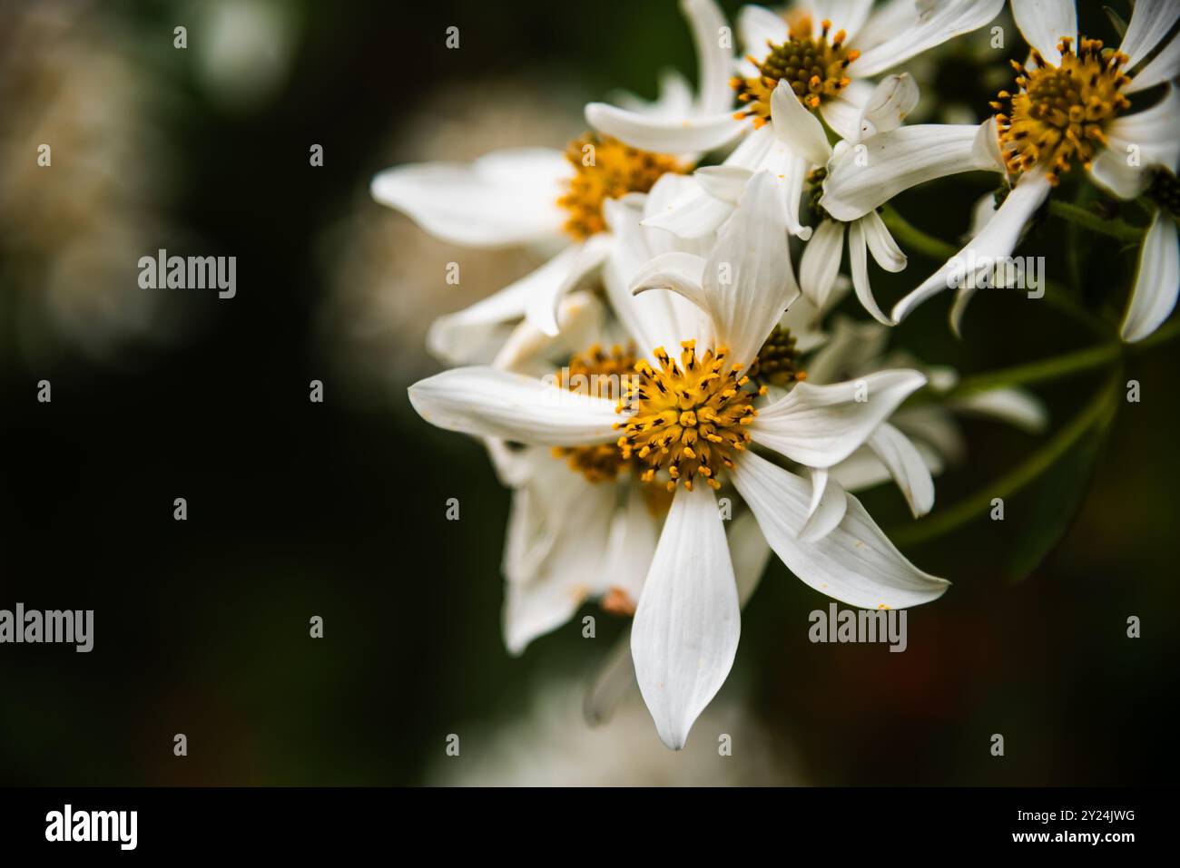 White flowers with yellow centers hi-res stock photography and images ...