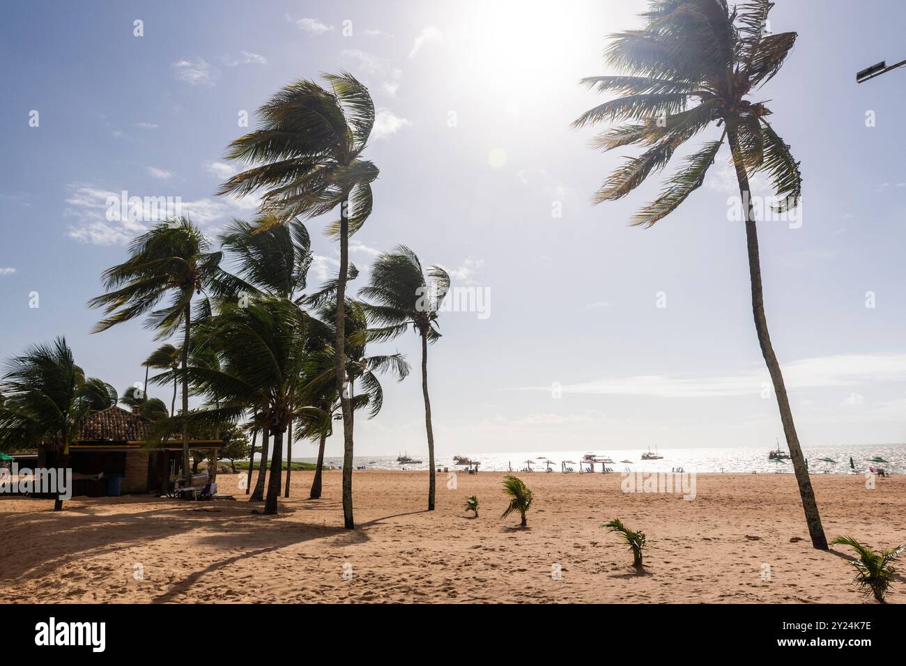 Beautiful view to coconut palm trees on the shore of Tambaú Beach Stock Photo