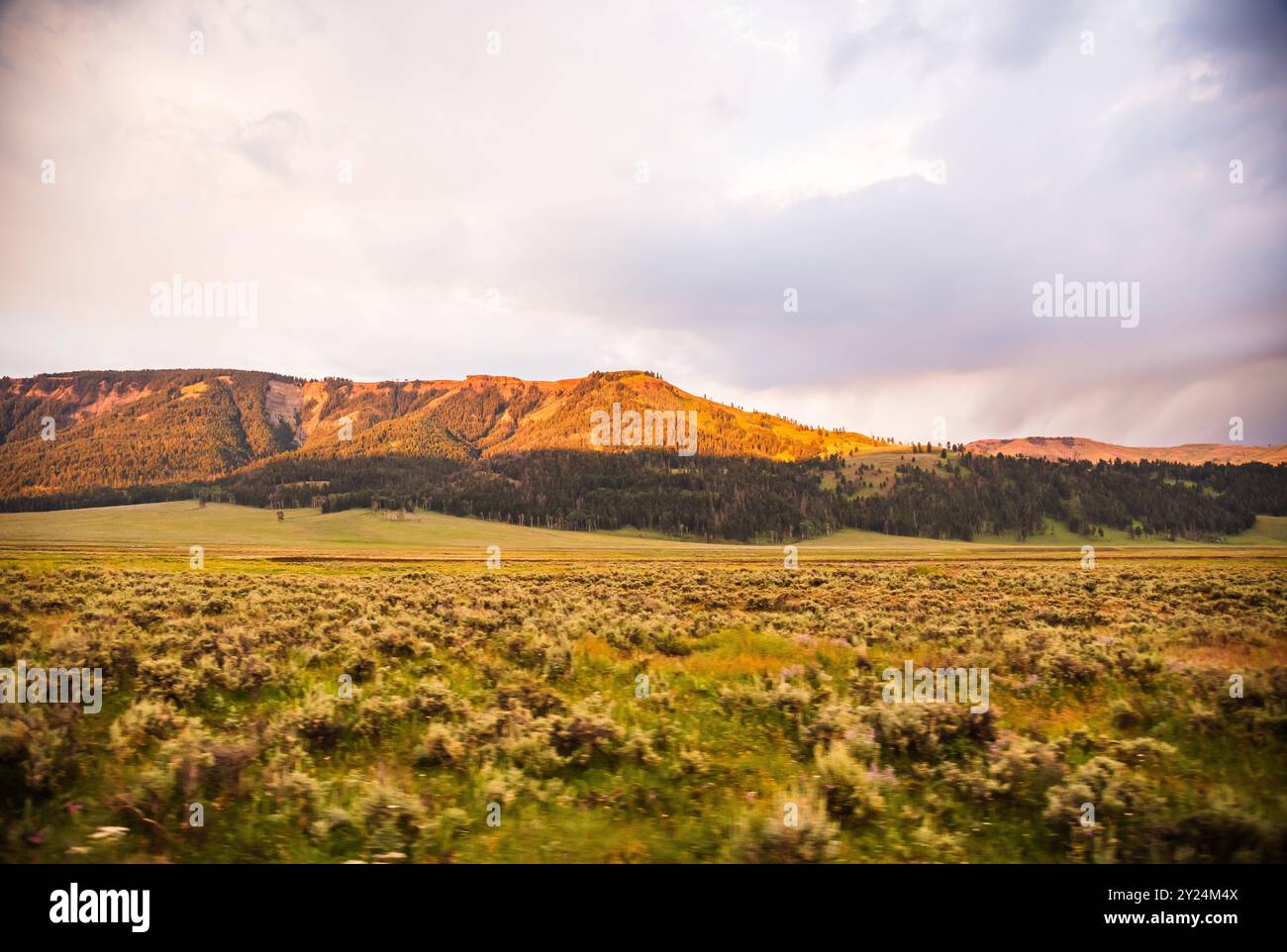 Golden light over wildflowers hi-res stock photography and images - Alamy