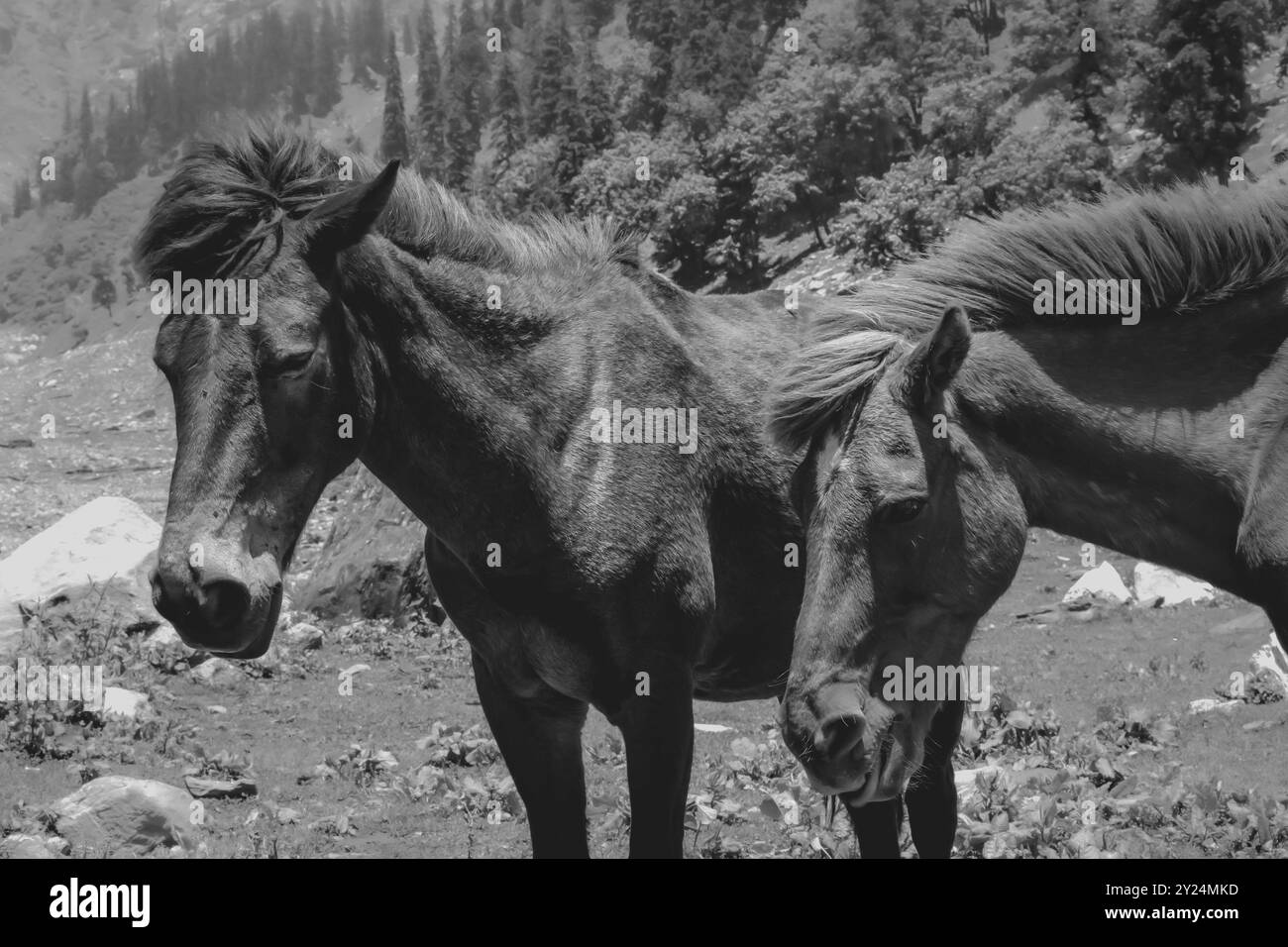 Meadow adventure Black and White Stock Photos & Images - Alamy