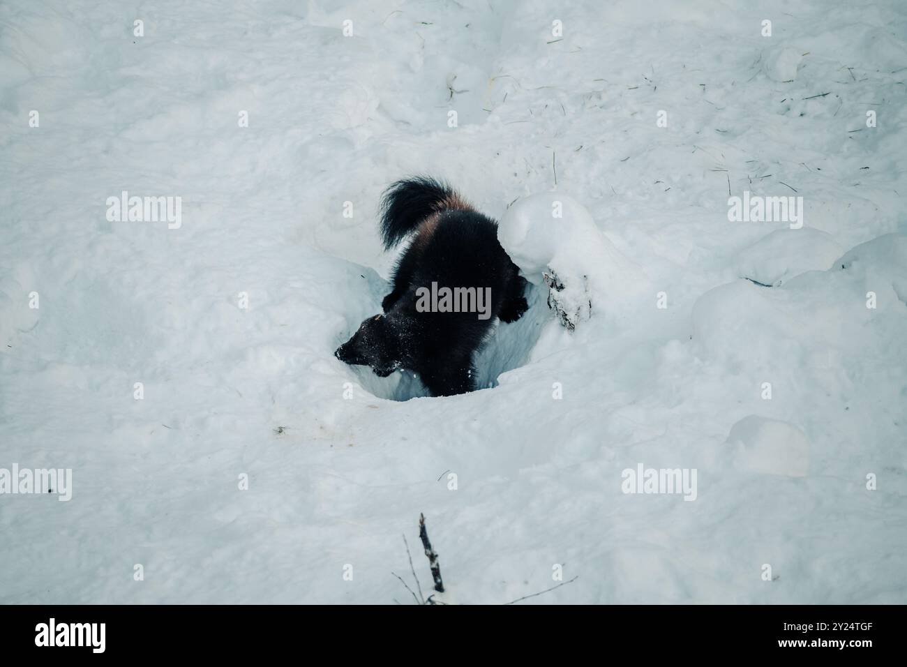 Wolverine digging in snow in Ranua, Lapland Stock Photo - Alamy