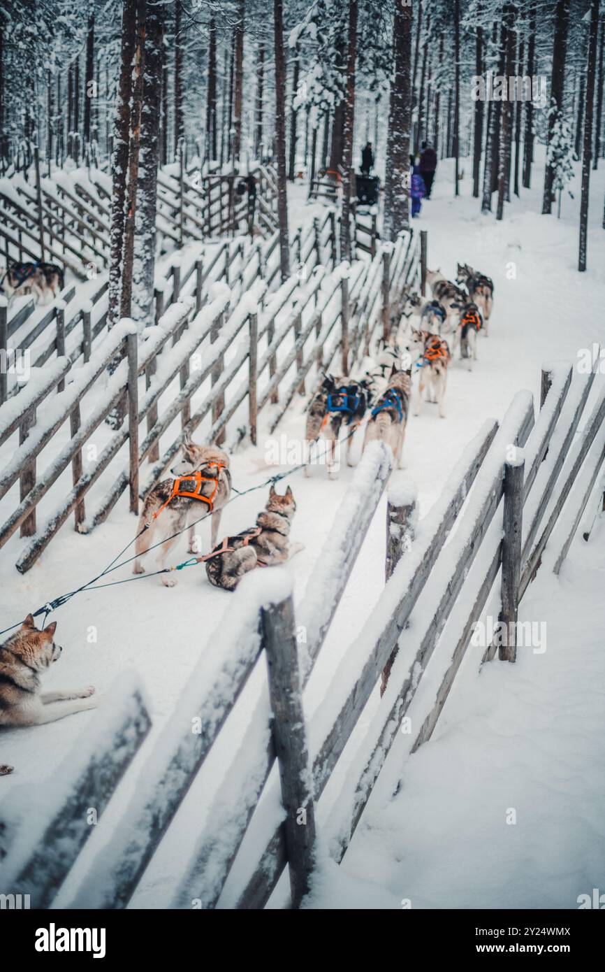 Dogs ready to pull husky sled in the snow in husky park in Rovaniemi ...