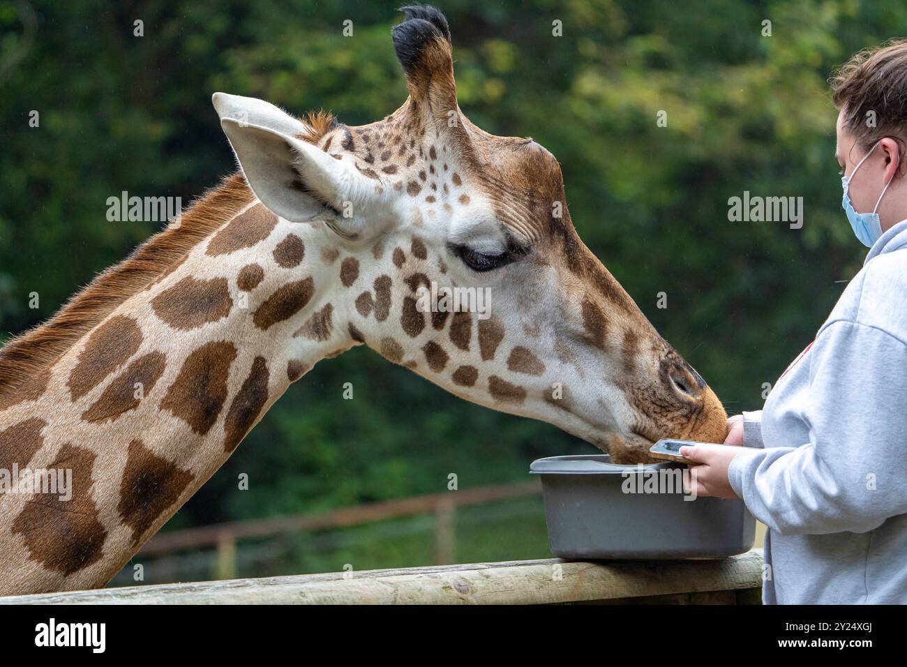 Giraffe being hand fed on a zoo experience day by a person in a face mask, Stock Photo