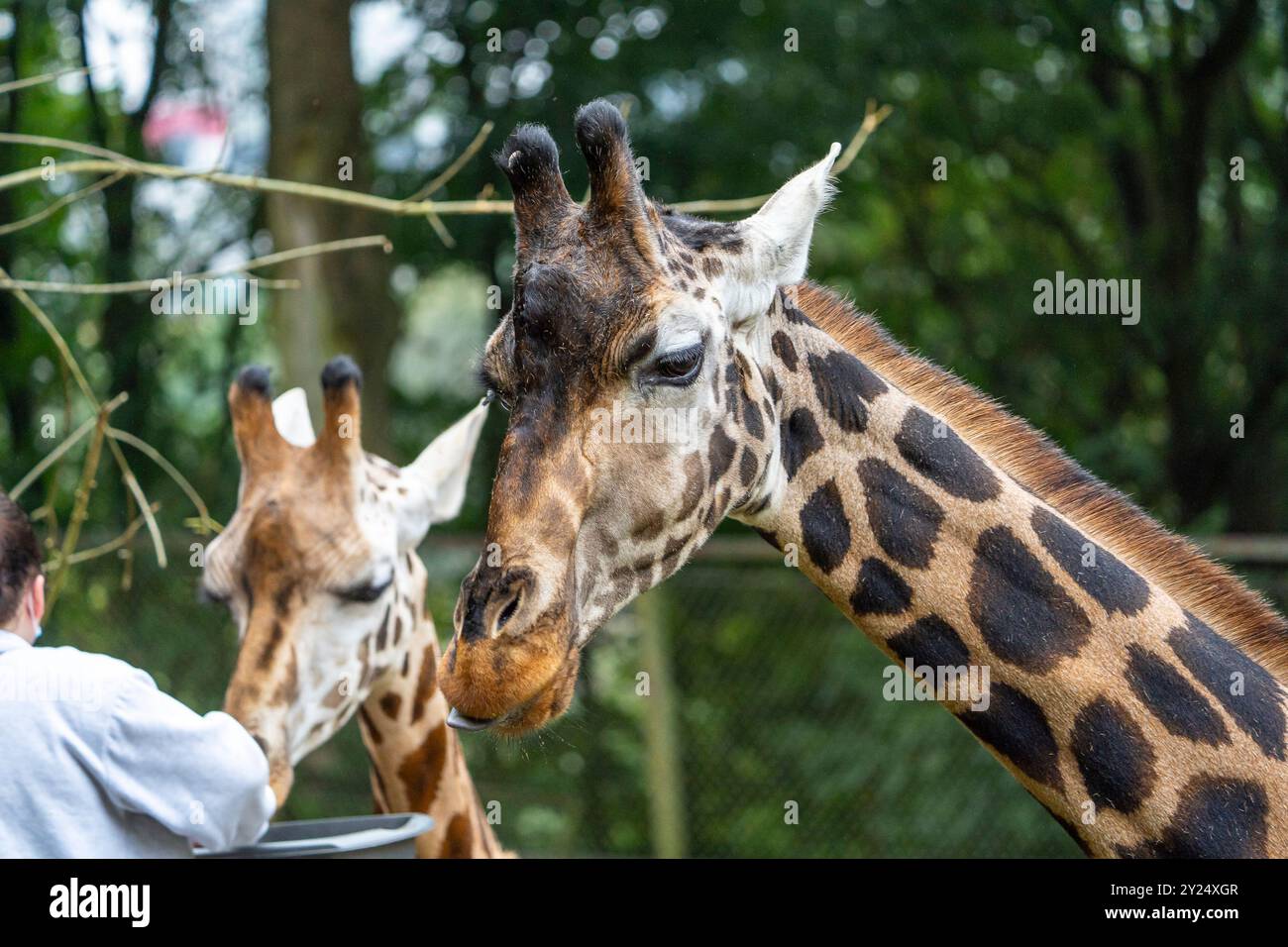 Giraffe being hand fed on a zoo experience day by a person in a face mask, Stock Photo