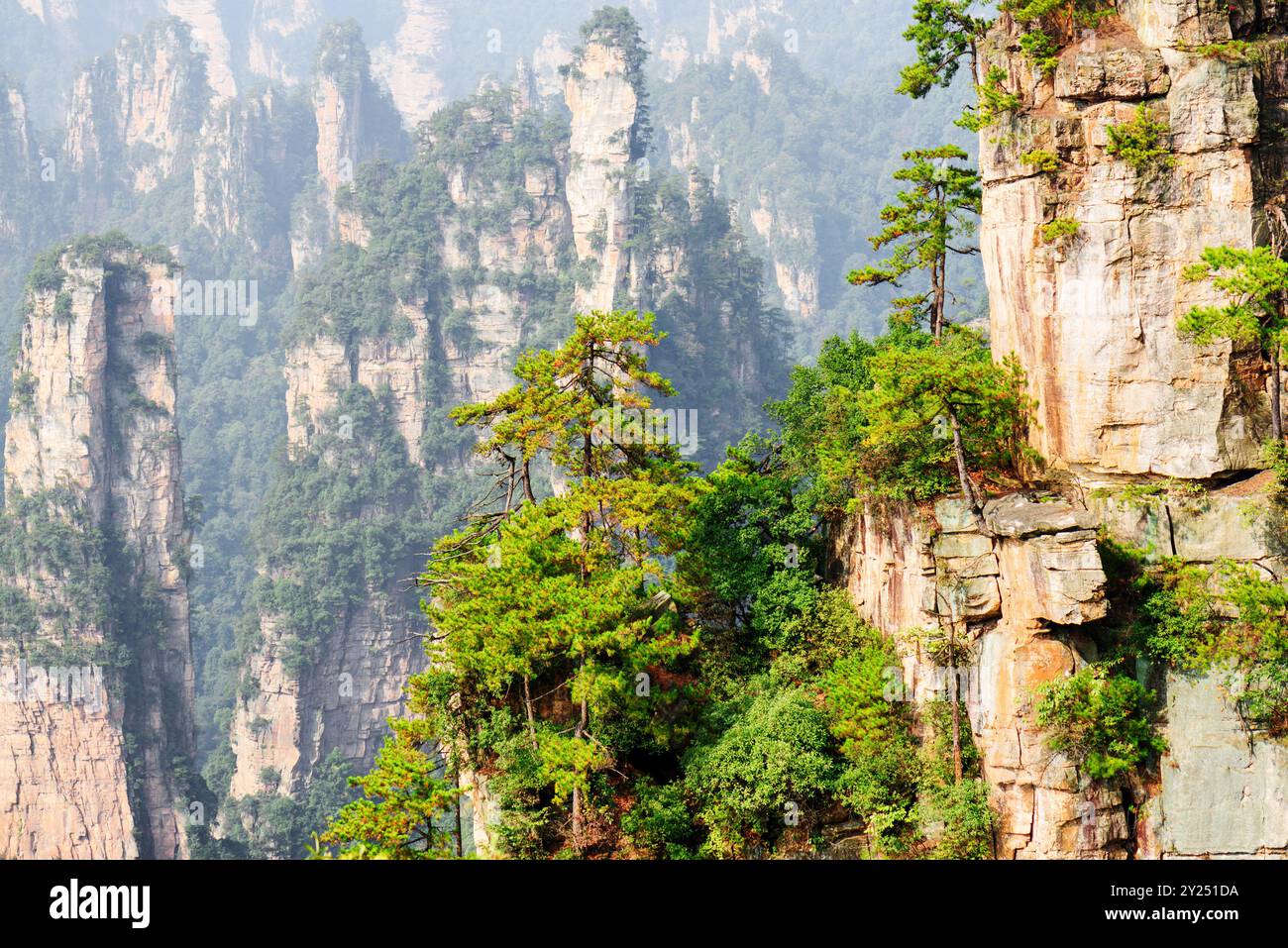 Fantastic view of green trees growing on rocks (Avatar Rocks Stock ...