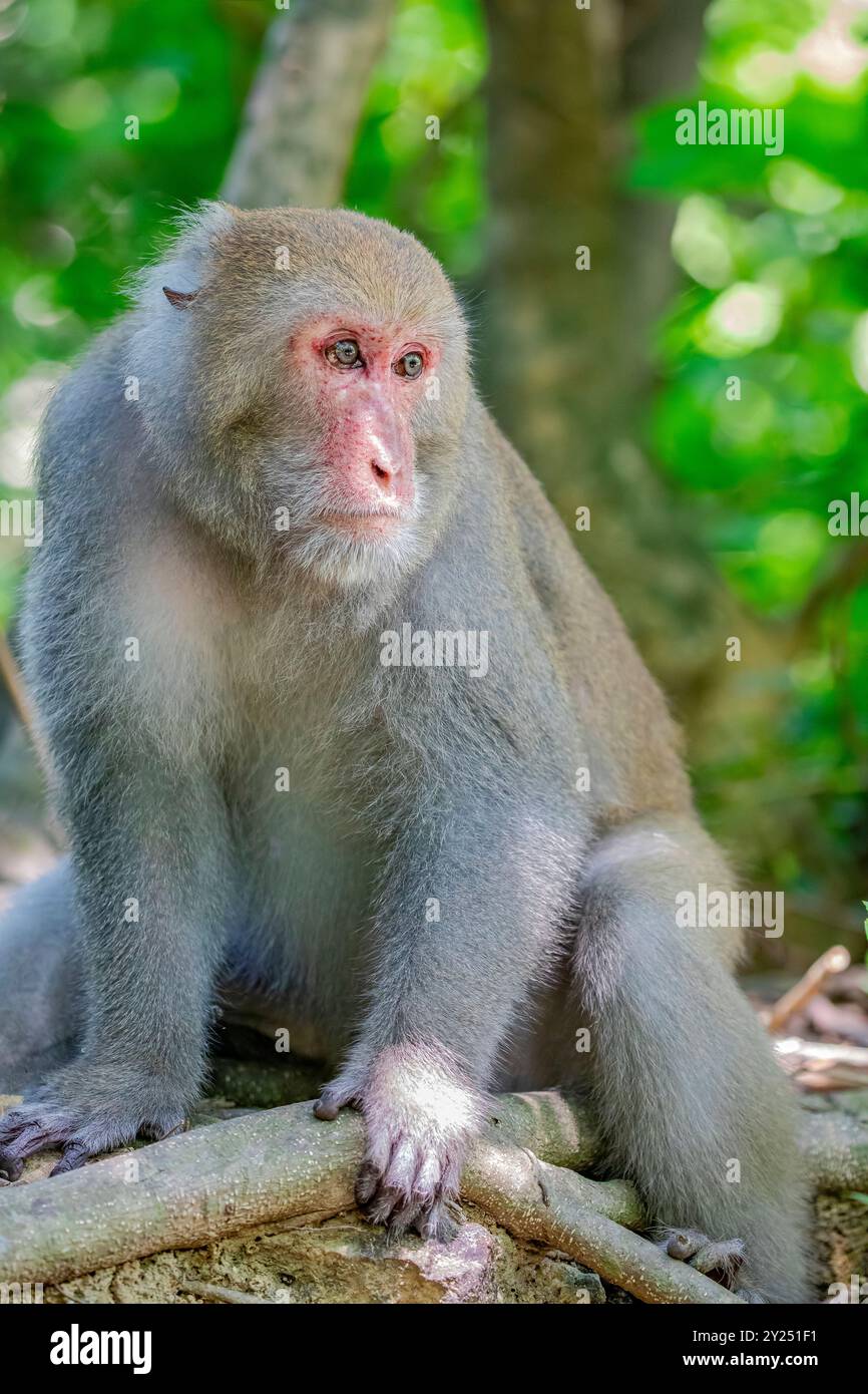 The wild Formosan rock macaque (Macaca cyclopis) in Shoushan (Kaohsiung ...