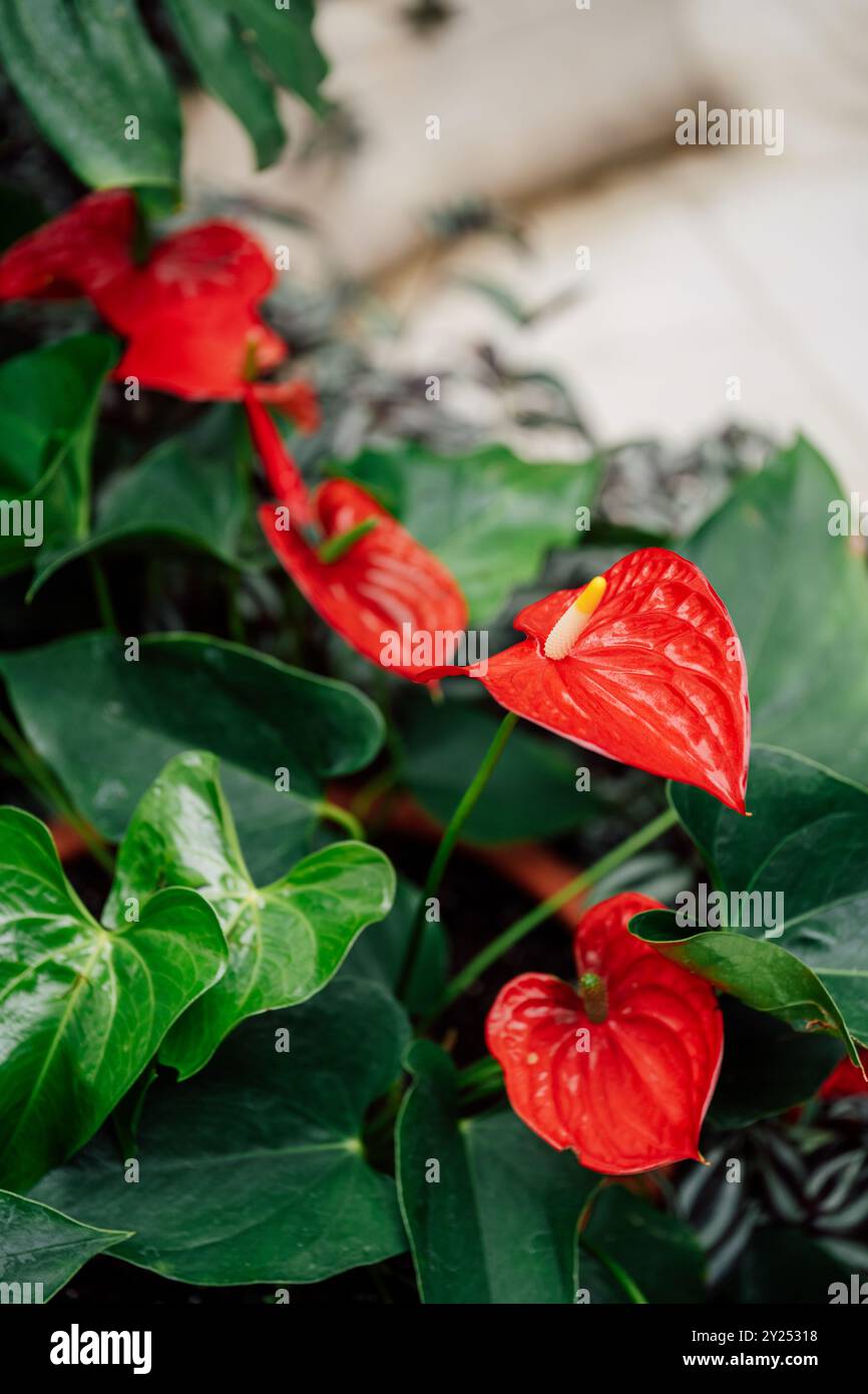 Anthurium plants hi-res stock photography and images - Page 4 - Alamy