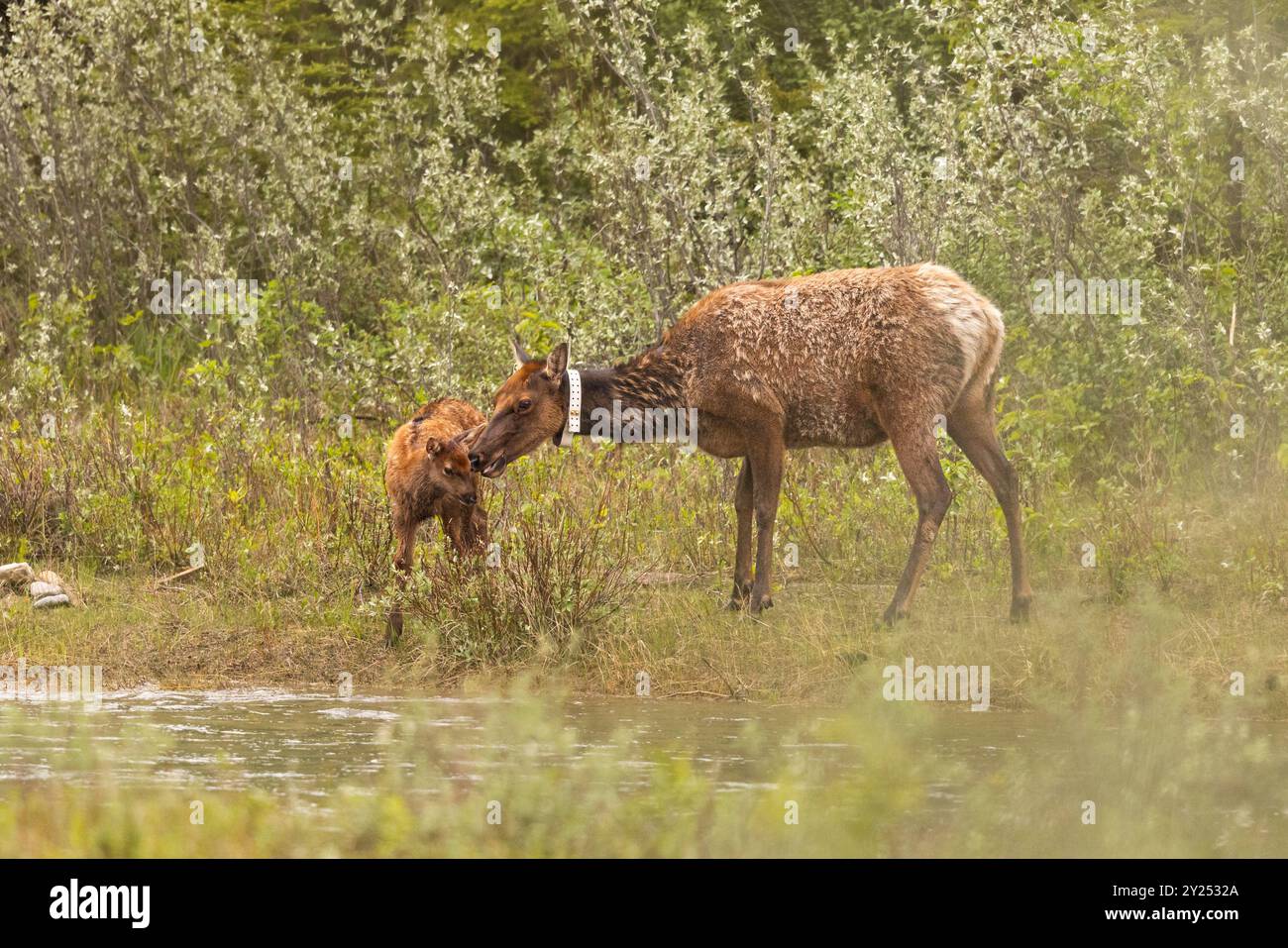 Collared Elk mother with calf. Stock Photo