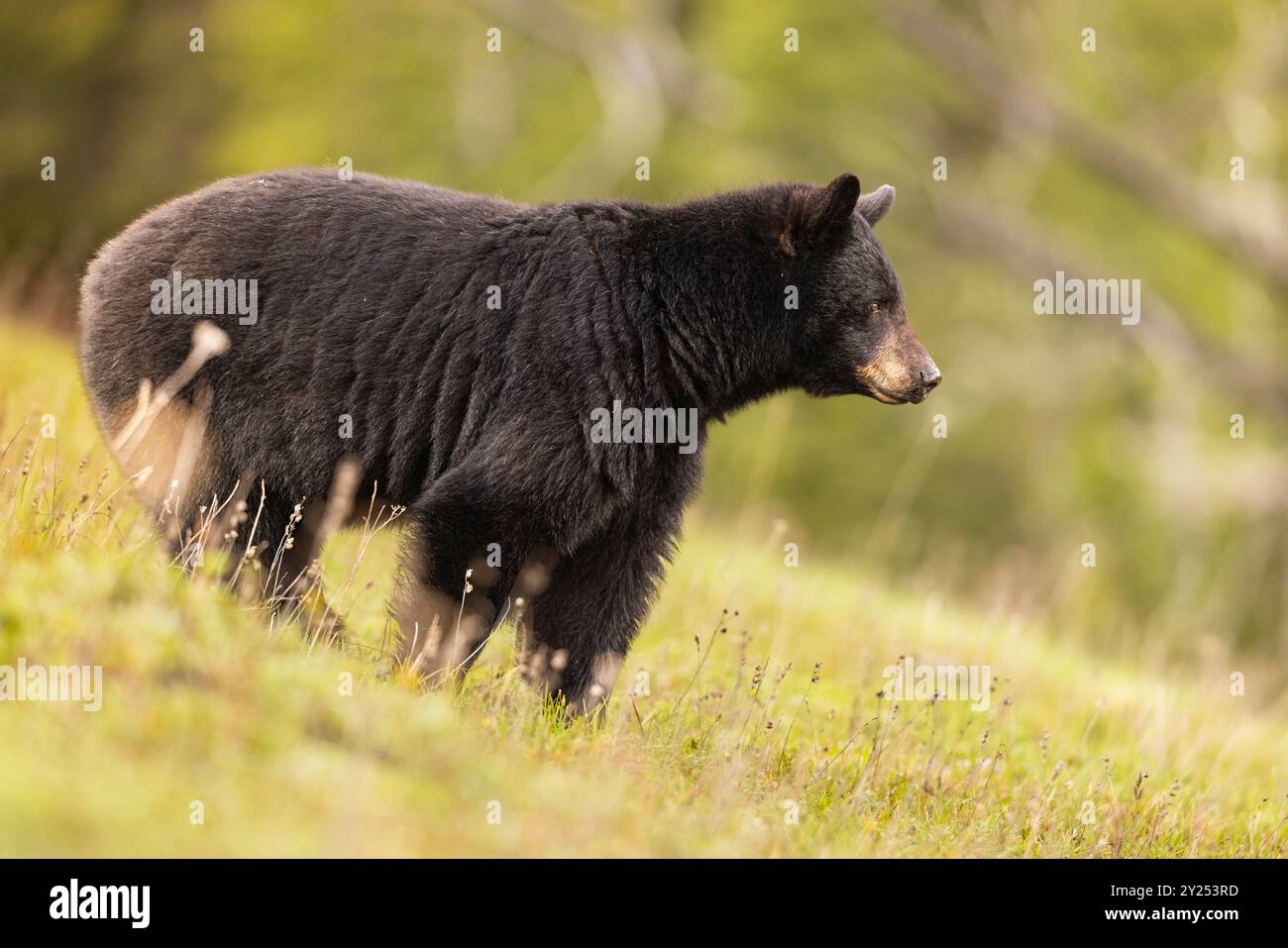 Black bear in canadian wilderness hi-res stock photography and images ...