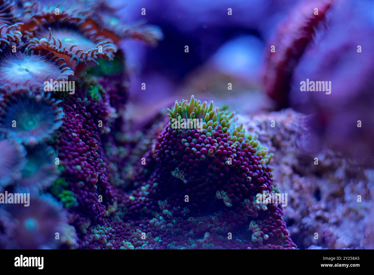 Purple software hi-res stock photography and images - Alamy
