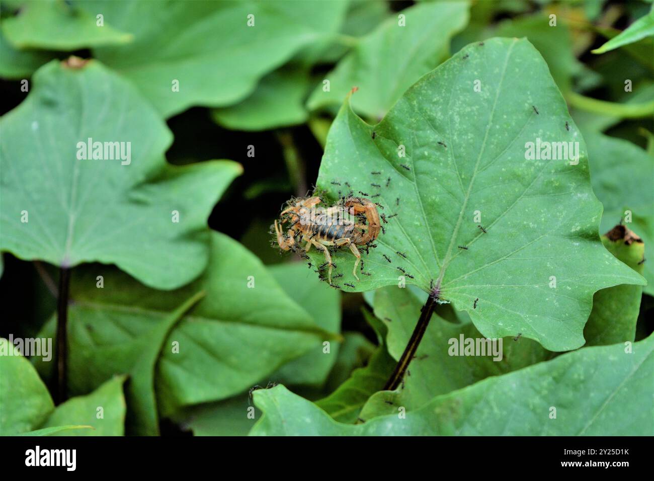 A dramatic battle between a scorpion and many ants Stock Photo - Alamy