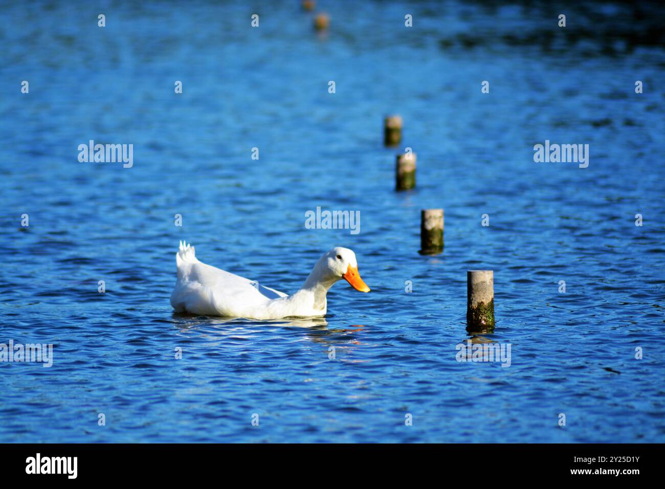 A funny duck on the lake Stock Photo