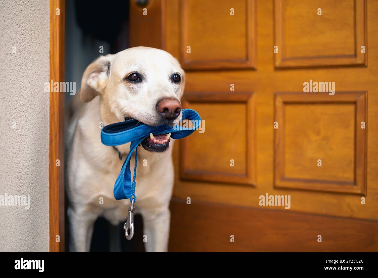 Cute dog waiting for walk. Happy labrador retriever holding pet leash in mouth in open door of house. Stock Photo