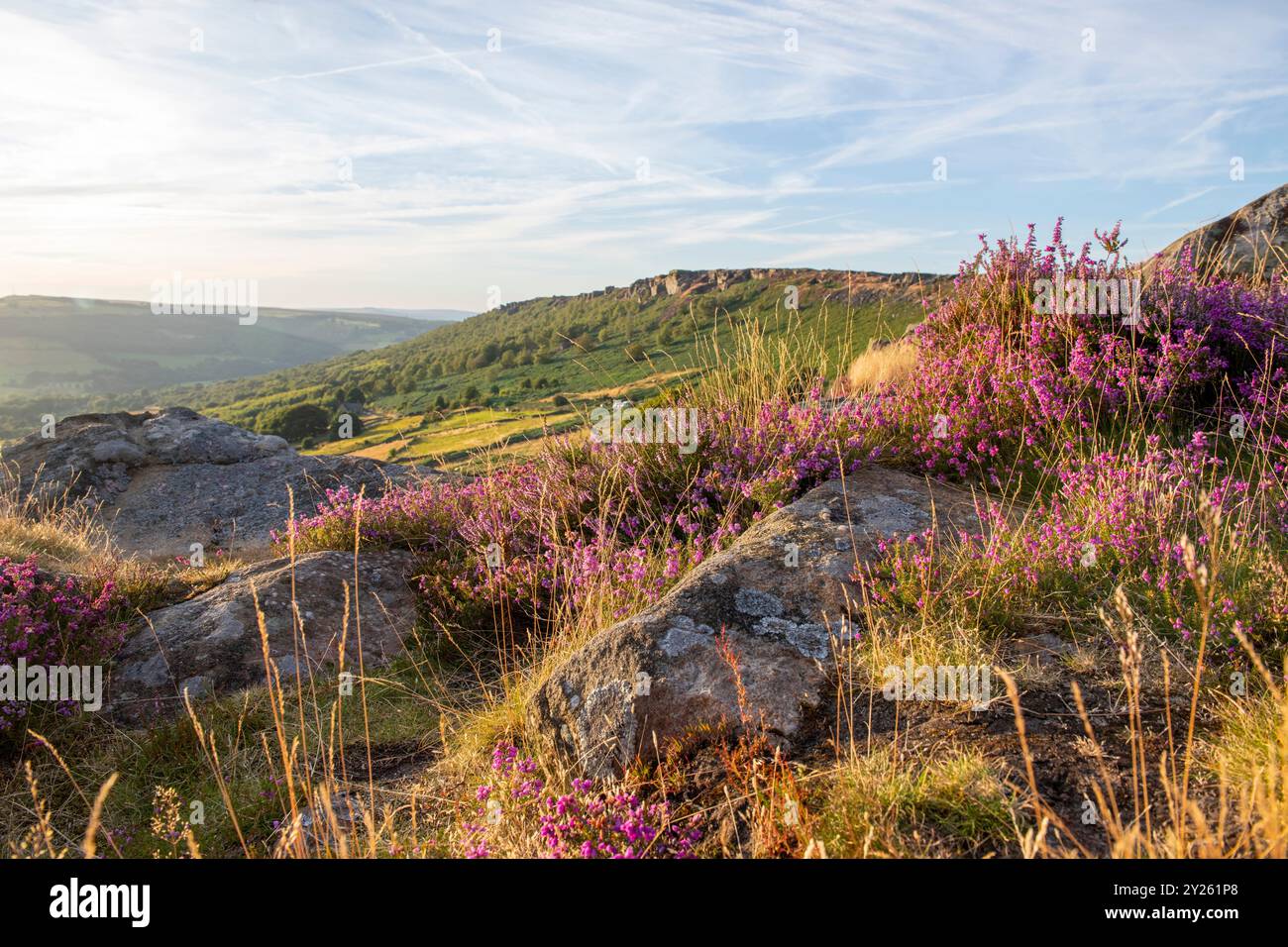 Heather at Baslow Edge in the Peak District National Park, Derbyshire ...