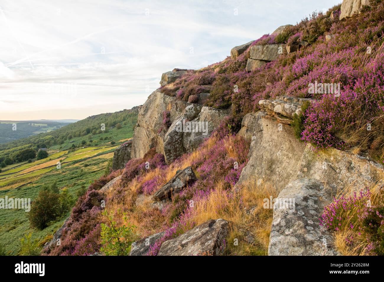 Heather at Baslow Edge in the Peak District National Park, Derbyshire ...
