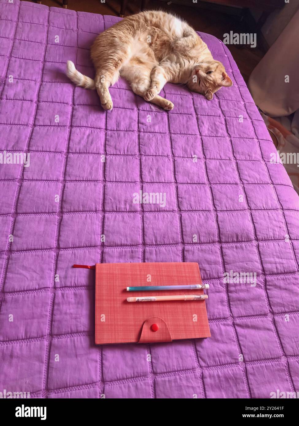 Vertical Directly Above Shot of a Vibrant Pink Eco-Leather Notebook, Pen, and a Beige Cat on a Purple Blanket Stock Photo