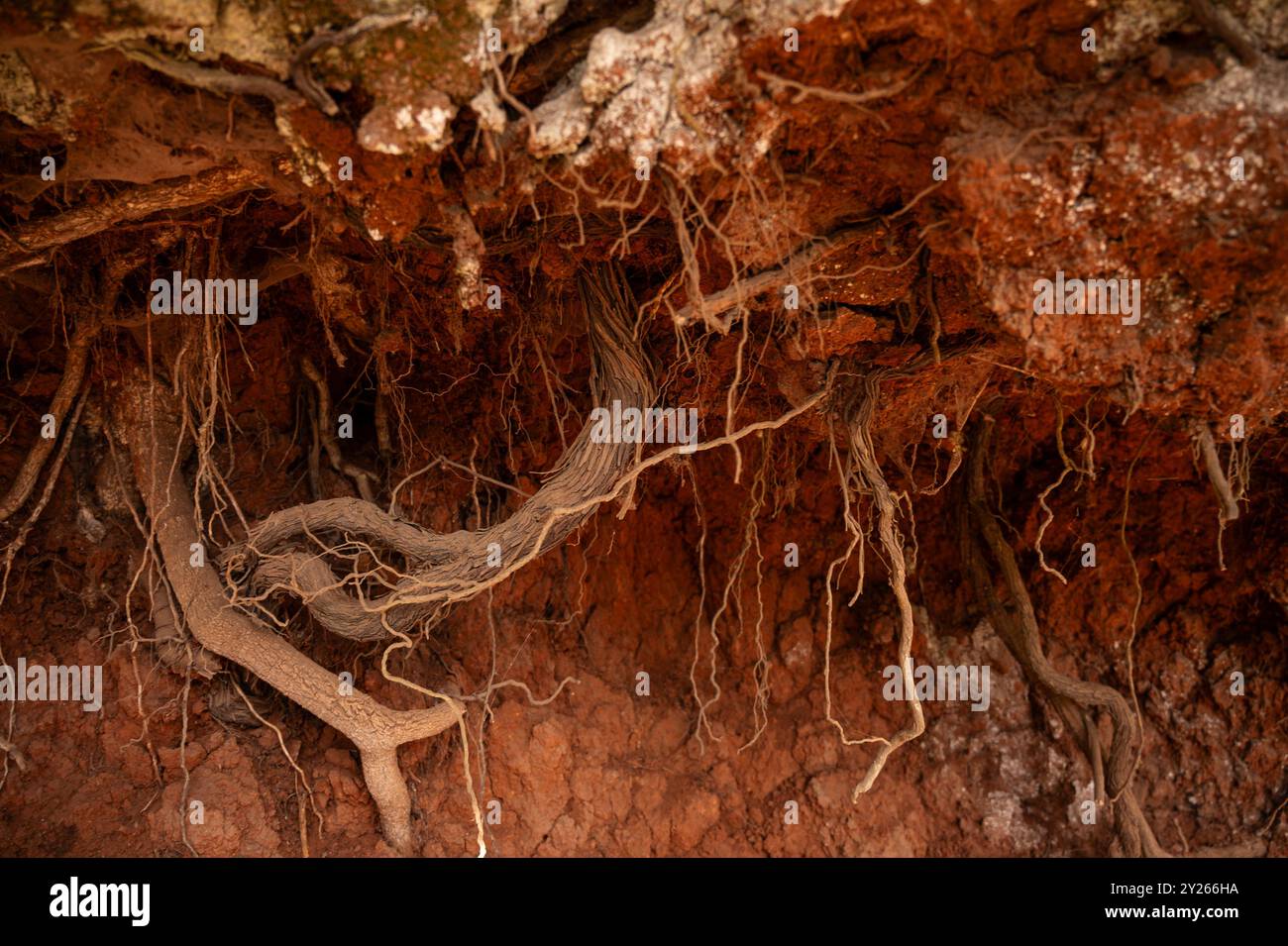 Dry Roots Tree Roots Soil roots dry grass hi-res stock photography and images - Alamy