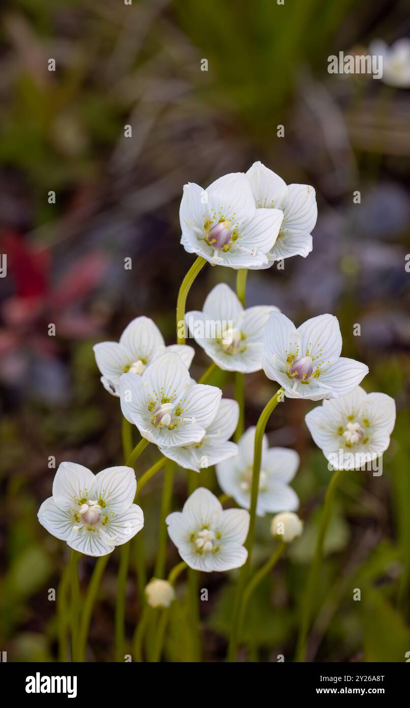 Marsh grass of Parnassus flowering Stock Photo