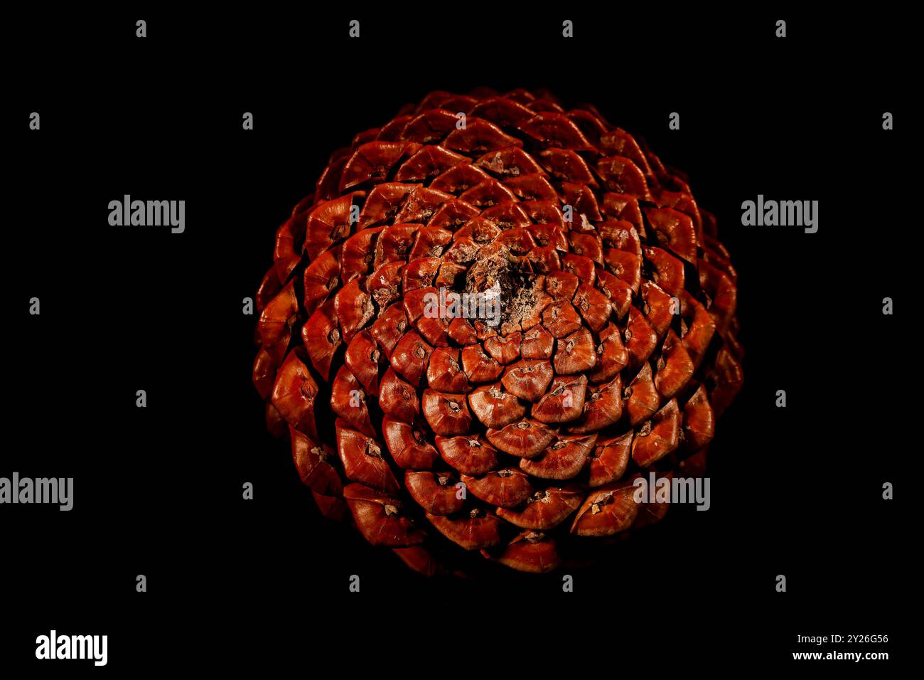 Fibonacci sequence nature hi-res stock photography and images - Alamy