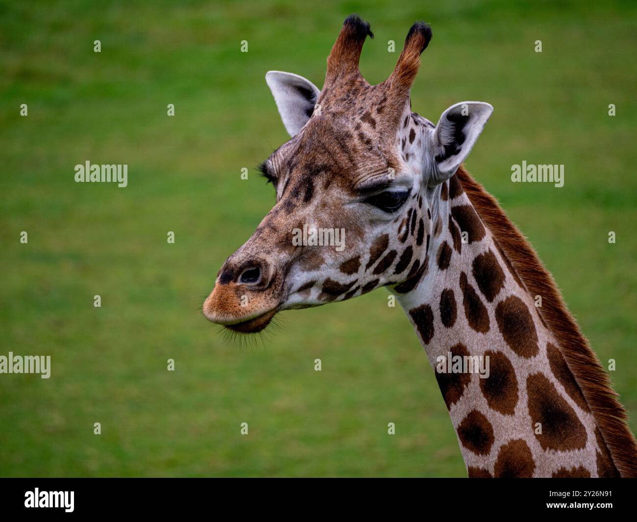 The giraffe is a large African hoofed mammal belonging to the genus Giraffa. Headshot of a smug-looking animal. Stock Photo