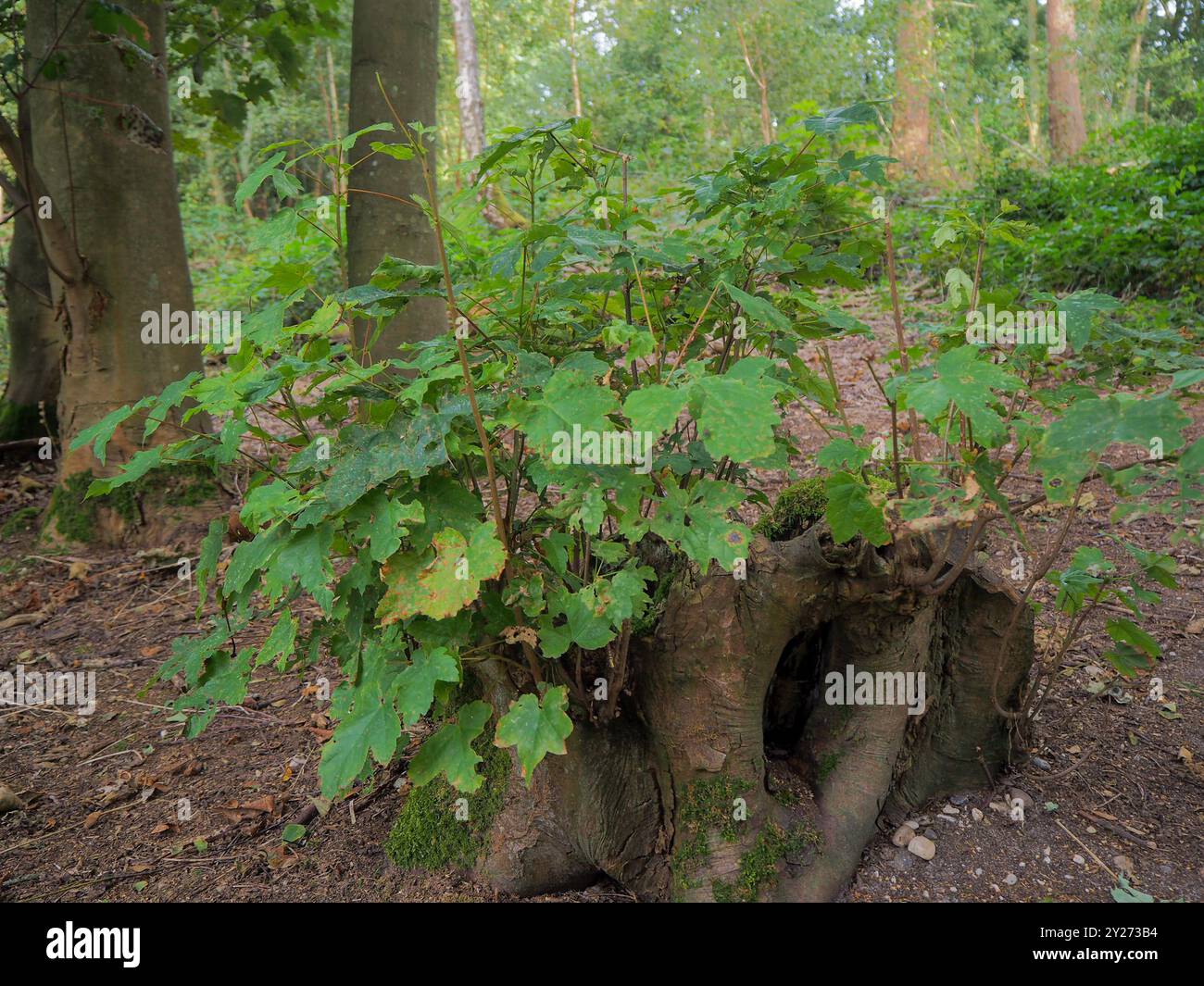 English woodland tree hi-res stock photography and images - Alamy
