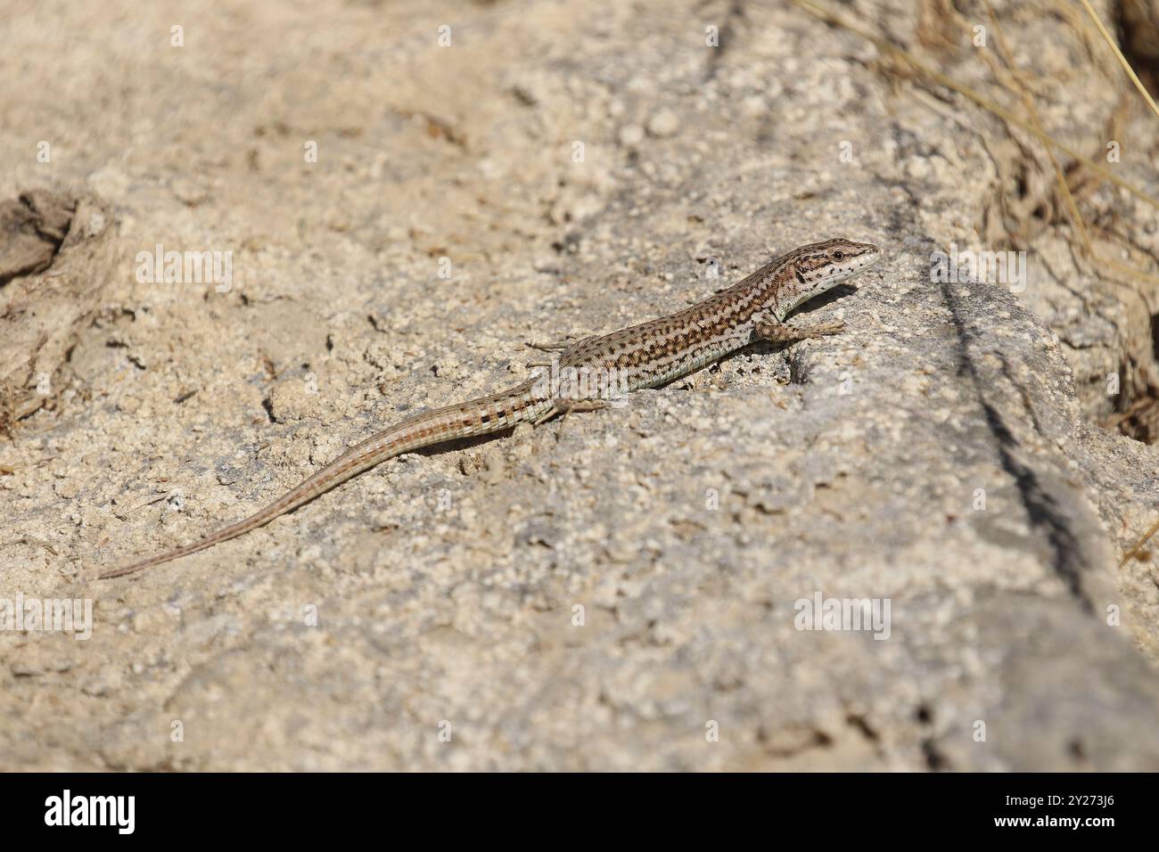 Common Wall Lizard - Podarcis muralis in Spain Stock Photo