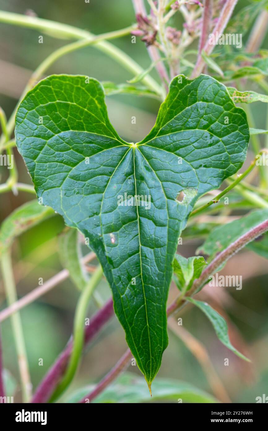 Heart-shaped leaf of black bryony (Tamus communis), UK Stock Photo