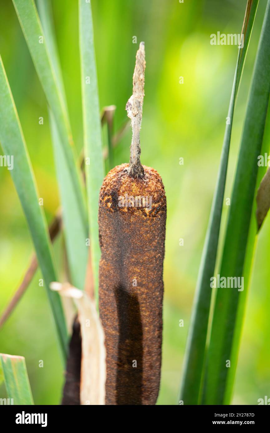cattails, also known as bulrushes or reedmaces. browns and greens, the narrowleaf cattails in their natural wetland environment Stock Photo